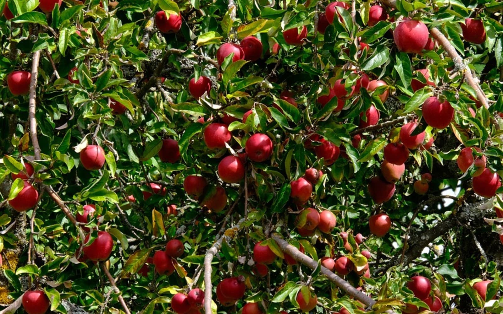 Planning an Ellijay Apple Orchard Weekend from Perch in the Clouds