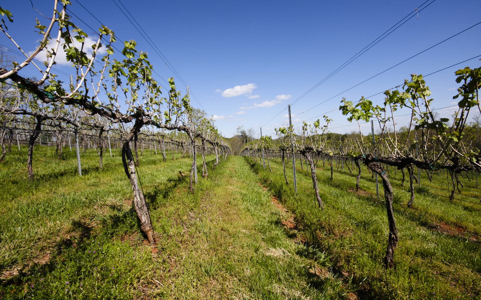 Georgia vineyard rows